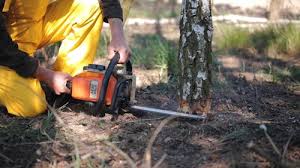 How Our Tree Care Process Works  in Weed, CA